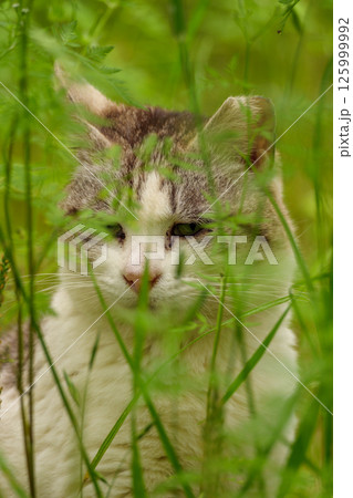 草木に隠れる猫 草木に隠れる猫 125999992