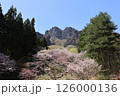 妙義山の桜 126000136