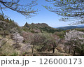 妙義山の桜 126000173