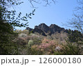妙義山の桜 126000180