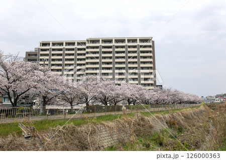 糸田川沿いの桜並木 糸田川沿いの桜並木 126000363