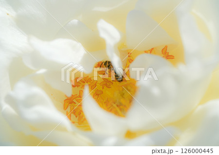 白いバラの花の蜜を吸うミツバチ 白いバラの花の蜜を吸うミツバチ 126000445