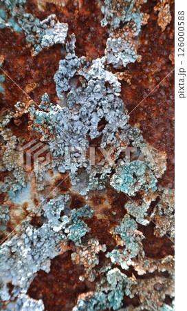 close up of a metallic surface of a mix of reddish-brown rust and bluish-green lichen or moss can be used for background 126000588
