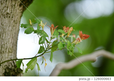 タブノキの赤い葉 126000663