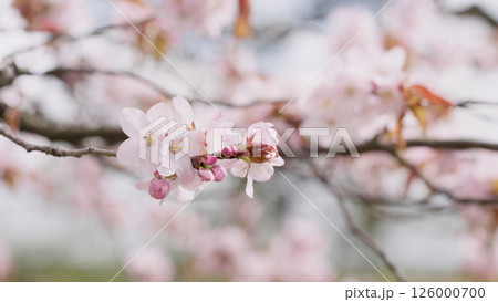 Sakura cherry blossom in spring on a cloudy day 126000700