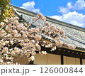 春の青空に映える桜 126000844