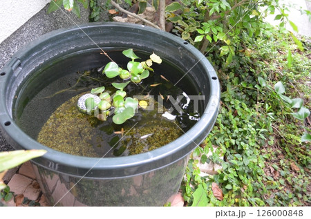 5月の庭のめだか 5月の庭のめだか 126000848