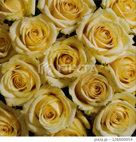 たくさんの黄色い薔薇 たくさんの黄色い薔薇 126000854