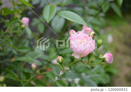 5月のミニばら 126000931