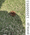 芝生に落ちた松ぼっくり 126000953
