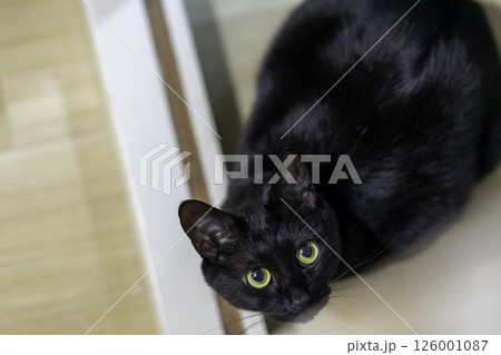 黒猫 126001087