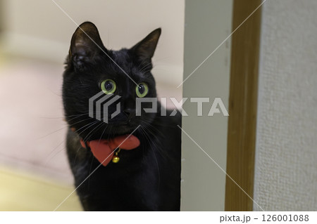 黒猫 126001088