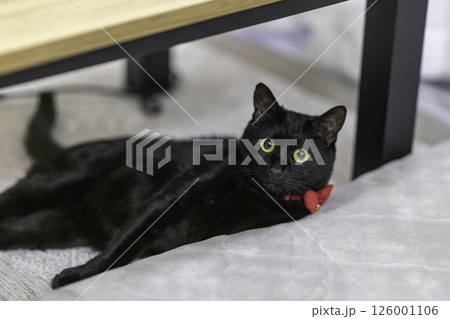 黒猫 126001106