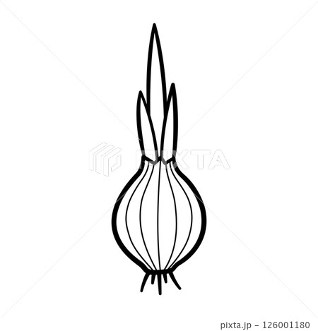 Onion. Hand drawn sketch icons of bulb. Isolated vector illustration in doodle line style. Onion. Hand drawn sketch icons of bulb. Isolated vector illustration in doodle line style. 126001180