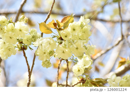 ほんのり黄色の桜の花 ほんのり黄色の桜の花 126001224