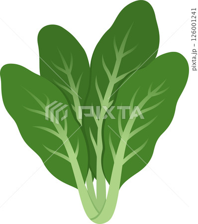 Swiss chard leaves illustration 126001241