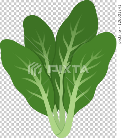 Swiss chard leaves illustration 126001241