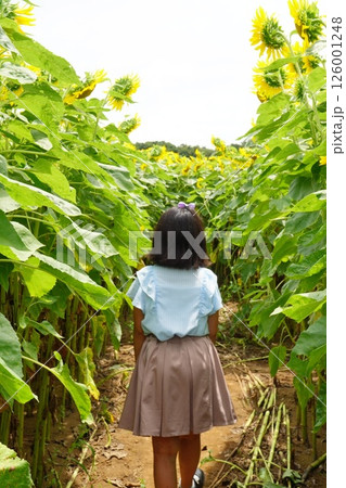 7月に訪れた千葉県のひまわり畑で向日葵迷路に挑戦している女の子の後ろ姿。 126001248