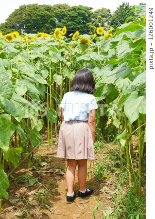 7月に訪れた千葉県のひまわり畑で向日葵迷路に挑戦している女の子の後ろ姿。 7月に訪れた千葉県のひまわり畑で向日葵迷路に挑戦している女の子の後ろ姿。 126001249