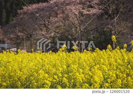 河川敷に美しく咲き誇る菜の花 126001520