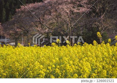 河川敷に美しく咲き誇る菜の花 126001521