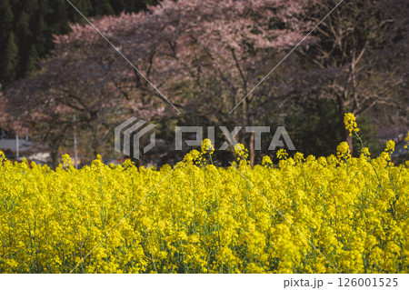 河川敷に美しく咲き誇る菜の花 河川敷に美しく咲き誇る菜の花 126001525