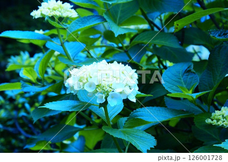 カラー　花　紫陽花　自然　背景（2025年5月登録） 126001728