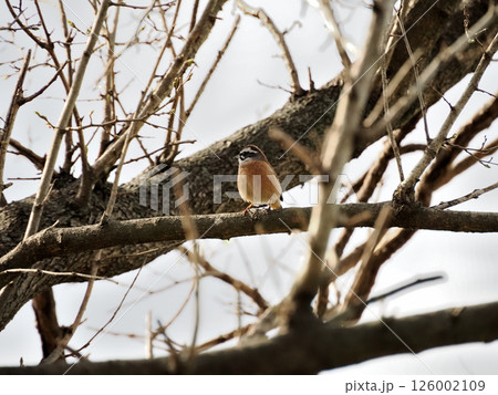 栃木県・渡良瀬遊水地の野鳥・ホオジロ(頬白、黄道眉、画眉鳥) 栃木県・渡良瀬遊水地の野鳥・ホオジロ(頬白、黄道眉、画眉鳥) 126002109