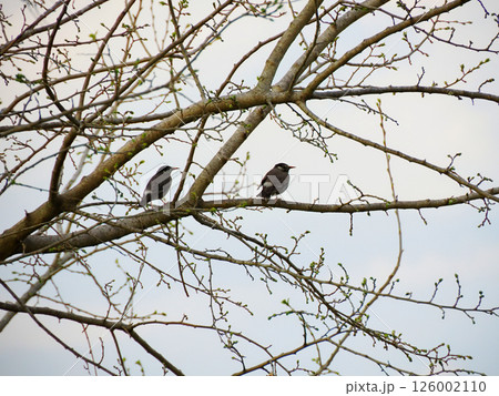 栃木県・渡良瀬遊水地の野鳥・ムクドリ（椋鳥・鶁・白頭翁） 126002110