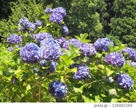 千葉の初夏を彩るあじさい畑|観光・旅行パンフレット向けフラワー背景素材 千葉の初夏を彩るあじさい畑|観光・旅行パンフレット向けフラワー背景素材 126002165