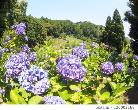千葉の初夏を彩るあじさい畑｜観光・旅行パンフレット向けフラワー背景素材 126002168