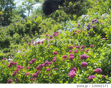 千葉の初夏を彩るあじさい畑|観光・旅行パンフレット向けフラワー背景素材 千葉の初夏を彩るあじさい畑|観光・旅行パンフレット向けフラワー背景素材 126002171