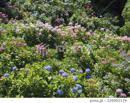 千葉の初夏を彩るあじさい畑｜観光・旅行パンフレット向けフラワー背景素材 126002174