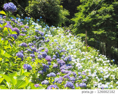 千葉の初夏を彩るあじさい畑|観光・旅行パンフレット向けフラワー背景素材 千葉の初夏を彩るあじさい畑|観光・旅行パンフレット向けフラワー背景素材 126002182