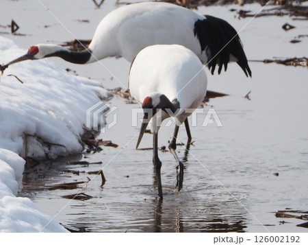 沼で餌を探す丹頂鶴 126002192