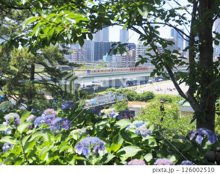 梅雨の紫陽花が彩る武蔵小杉と多摩川沿いの風景 126002510