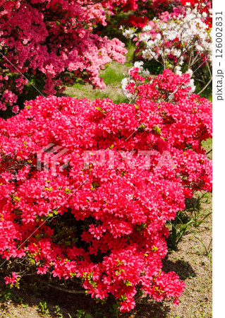 満開のツツジ 満開のツツジ 126002831