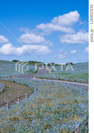 青空とネモフィラに包まれた春の遊歩道 126002938