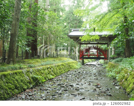 新潟・弥彦神社と涼やかな初夏の緑 126002982