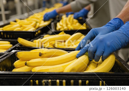 Quality control and sorting of fresh bananas in industrial production line for optimal distribution Quality control and sorting of fresh bananas in industrial production line for optimal distribution 126003140