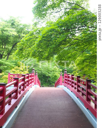 初夏の弥彦公園を彩る赤い橋ともみじ 126003288