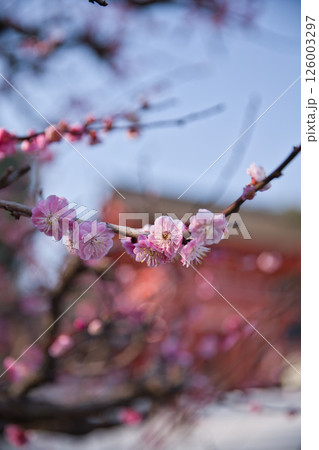 下鴨神社　光琳の梅と背景に楼門5 126003297
