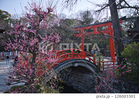 下鴨神社 光琳の梅と輪橋2 下鴨神社 光琳の梅と輪橋2 126003301