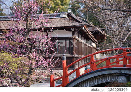 下鴨神社 光琳の梅と輪橋3 下鴨神社 光琳の梅と輪橋3 126003303