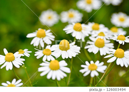 カモミール 126003494