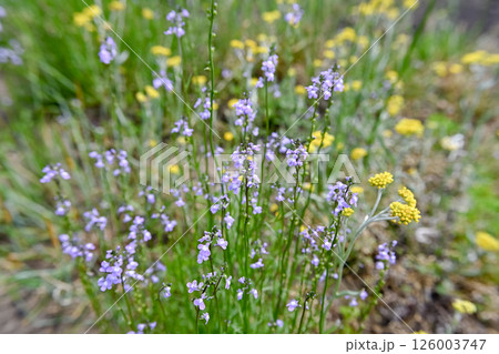 マツバウンラン 126003747