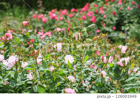 馬見丘陵公園　満開のバラ 126003849