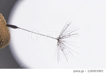 Macro photo of a part of a dandelion and its single seed in dew drops. selective focus 126003965