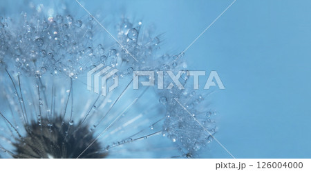 Part of a dandelion flower with dew drops flower background, extreme closeup with soft focus, beautiful nature details, in blue toning 126004000