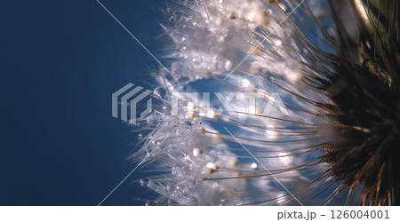 Macro photo of a fluffy dandelion flower, seed legs with hooks on a dark blue background. 126004001